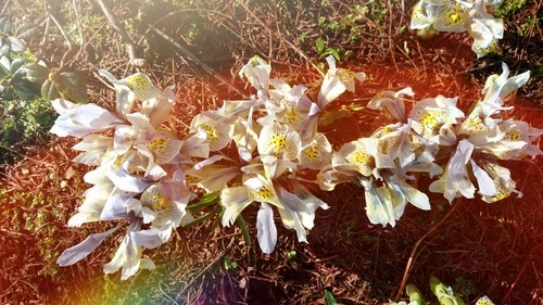 Botanical garden with plants and flowers, perfect for summertime walks